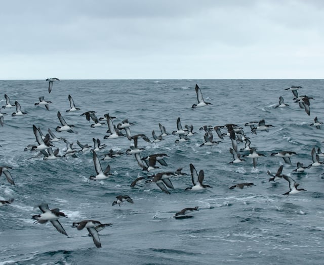 University discover seabirds make clever use of winds