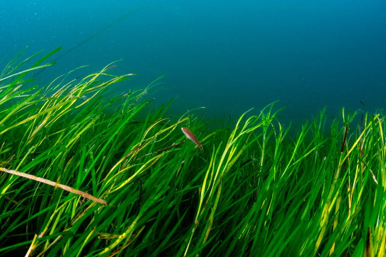Fish (presumed Juvenile pouting (Trisopterus luscus)) swimming through eelgrass (Zostera marina) seagrass bed in Porthdinllaen on the Llyn Peninsula, north west coast of Wales, UK. It is home to vital seagrass beds.
Seagrass is a vital marine habitat for a variety of species and an incredible carbon sink.
Sky Ocean Rescue, WWF and Swansea University are launching the biggest seagrass restoration project ever undertaken in the UK. Seagrass Ocean Rescue involves the collection of one million seeds from various locations in England and Wales, including Porthdinllaen, on the LlÅ·n Peninsula in Wales, where we captured a team of volunteers gathering seeds. The plan is to plant the seeds over two hectares later in the year in Wales, following consultations with local stakeholders.
It is hoped that Seagrass Ocean Rescue will lead the way for the mass recovery of seagrass in the UK, where we have lost up to 92 per cent of our seagrass in the last century. Seagrass can help to answer some of the worldâs most pressing environmental concerns, including the climate emergency and declining fish numbers. Seagrass captures a huge amount of carbon and is a nursery for marine life.