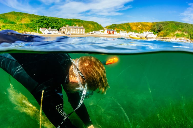 Volunteer snorkelers from Project Seagrass collect seagrass seeds from the seabed. Much of the seagrass - eelgrass (Zostera marina) - lies in shallow water allowing the seeds to be easily harvested from the surface. Porthdinllaen, Wales. UK.
Sky Ocean Rescue, WWF and Swansea University are launching the biggest seagrass restoration project ever undertaken in the UK. Seagrass Ocean Rescue involves the collection of one million seeds from various locations in England and Wales, including Porthdinllaen, on the LlÅ·n Peninsula in Wales, where we captured a team of volunteers gathering seeds. The plan is to plant the seeds over two hectares later in the year in Wales, following consultations with local stakeholders.
It is hoped that Seagrass Ocean Rescue will lead the way for the mass recovery of seagrass in the UK, where we have lost up to 92 per cent of our seagrass in the last century. Seagrass can help to answer some of the worldâs most pressing environmental concerns, including the climate emergency and declining fish numbers. Seagrass captures a huge amount of carbon and is a nursery for marine life.