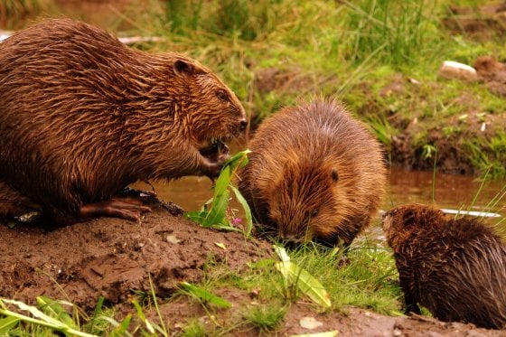 Beaver family