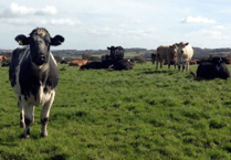 Report suggests beef price stability later this year