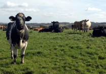 Report suggests beef price stability later this year
