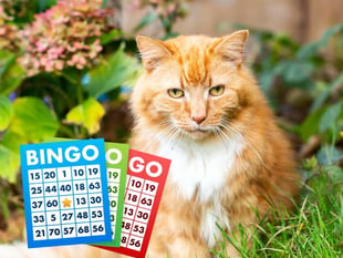 Aberystwyth event is purrfect way to raise cash for cat charity 