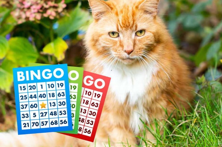 Aberystwyth Cats Protection will hold a Bingo night to raise vital funds for the charity