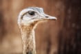 Ostrich owner granted dangerous wild animal licence to keep bird