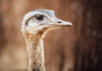 Ostrich owner granted dangerous wild animal licence to keep bird