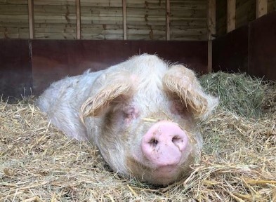 One of Beneath the Wood Animal Sanctuary’s pigs