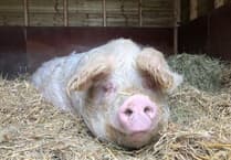 Retrospective application for sanctuary for rescued pigs turned down