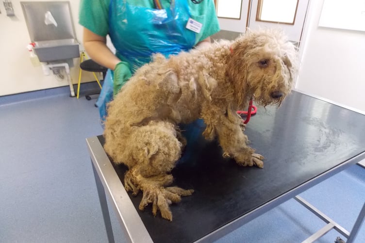 Dog rescue