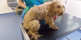 Woman banned from owning animals after 30 poodles found in poor state