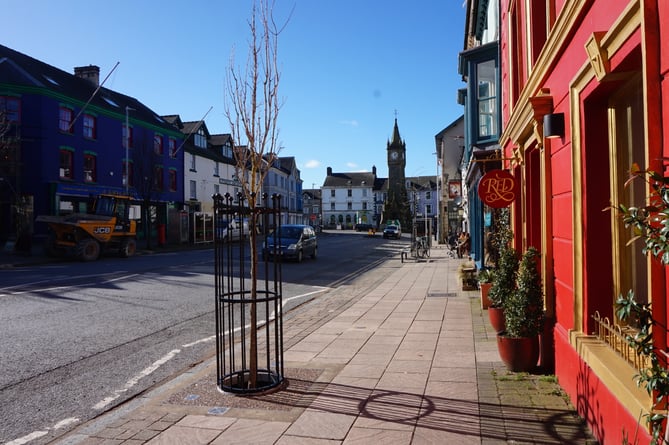 Work is underway to install 23 new trees to Machynlleth high street