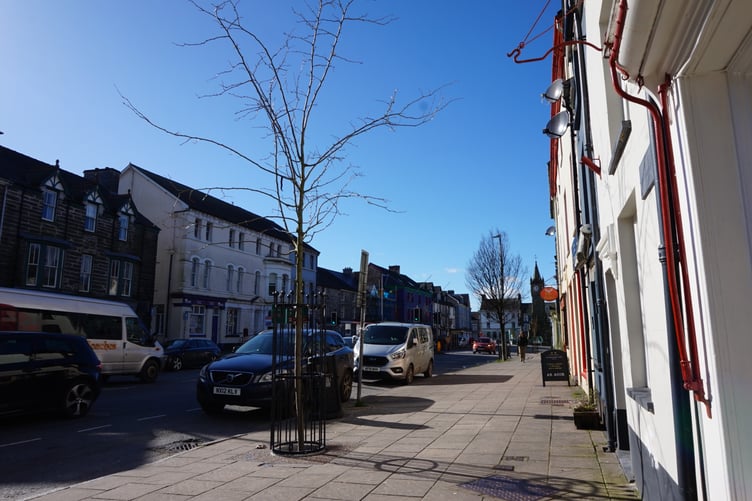 One of the new trees, placed into tree pits with 'sustainable urban drainage' design