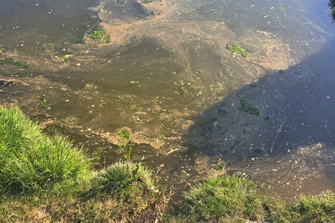 Residents have shared concerning images of sewage and algae growth in the Teifi in Cardigan