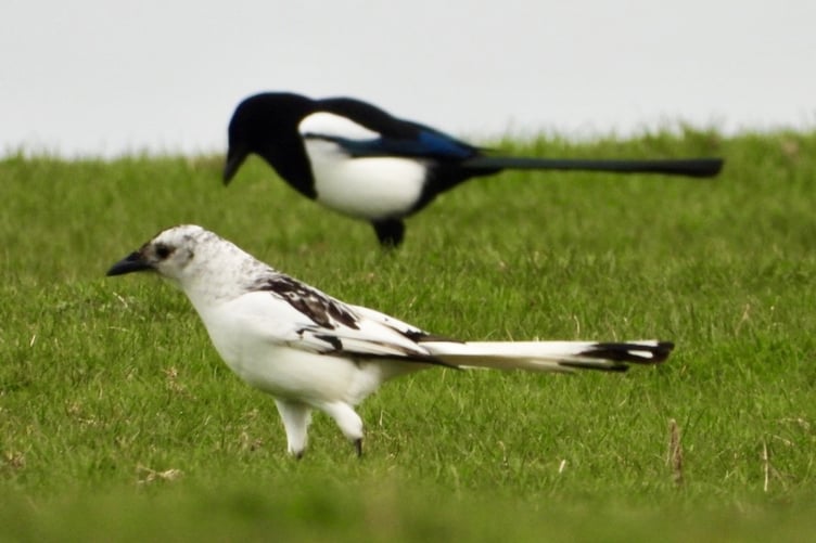 White magpie spotted in Fishguard, Pembrokeshire, on March 9. Release date March 12 2024. A nature enthusiast has captured some one in a million photos of an extremely rare white magpie. Terry Wright, 52, spotted the bird in the coastal town of Fishguard in Pembrokeshire, Wales on Saturday (March 9). He says the odds of seeing a white magpie is around one in a million, as they are extremely rare. The magpie is white because it will have a condition called Leucism - a genetic mutation that results in a total or partial reduction of color in a bird's plumage.