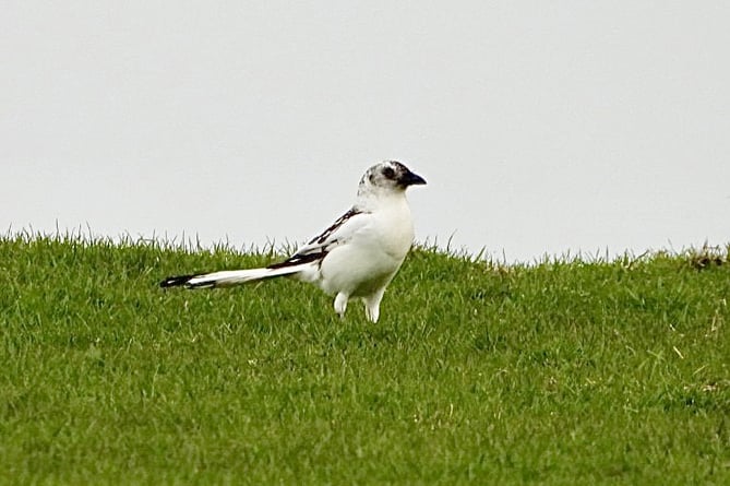 White magpie spotted in Fishguard, Pembrokeshire, on March 9. Release date March 12 2024. A nature enthusiast has captured some one in a million photos of an extremely rare white magpie. Terry Wright, 52, spotted the bird in the coastal town of Fishguard in Pembrokeshire, Wales on Saturday (March 9). He says the odds of seeing a white magpie is around one in a million, as they are extremely rare. The magpie is white because it will have a condition called Leucism -  a genetic mutation that results in a total or partial reduction of color in a bird's plumage.
