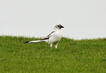 'One in a million' white magpie spotted in Cardigan Bay