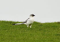 'One in a million' white magpie spotted in Cardigan Bay