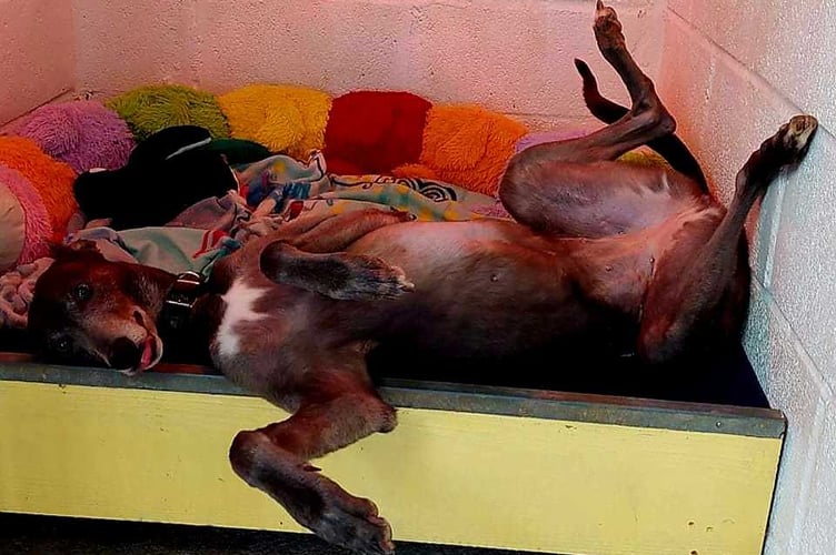 A hound in need of rehoming at the Dyfed rescue centre