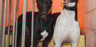 Cold dog: Greyhound rescue calls for blankets ahead of cold snap