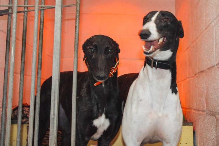 Two of the dogs currently looking for homes, standing under their heatlamp