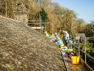 Rare bees removed from roof of National Trust house