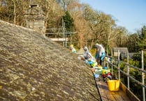 Rare bees removed from roof of National Trust house