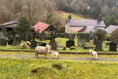 Mourners furious as sheep help themselves to grave flowers