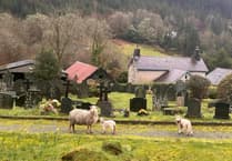 Mourners 'furious' after sheep help themselves to flowers