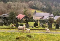 Mourners furious as sheep help themselves to grave flowers