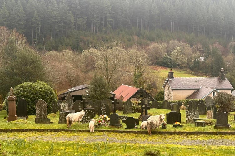 Kerry caught the cheeky herd in the act when she returned to the graveyard
