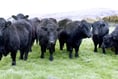 Police appeal after two bulls go missing
