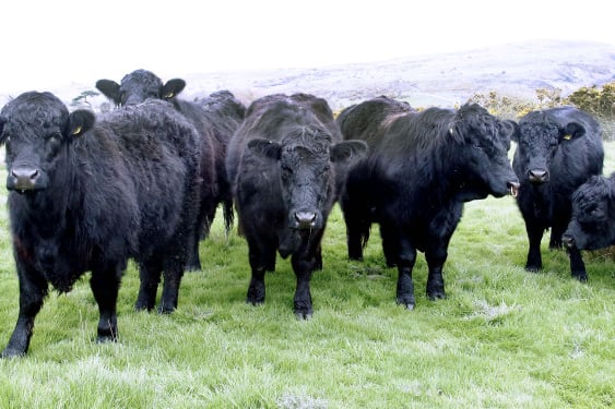 Welsh Black bulls