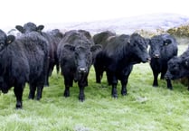 Police appeal after two bulls go missing