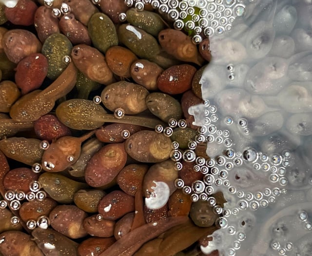 Watch this video of "glittering" tadpoles thriving in a Welsh pond
