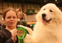 Puppy is top dog after picking up prizes at Crufts