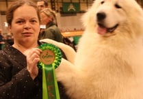 Puppy is top dog after picking up prizes at Crufts