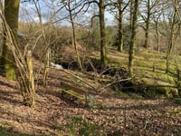 Mid Wales woodland sale