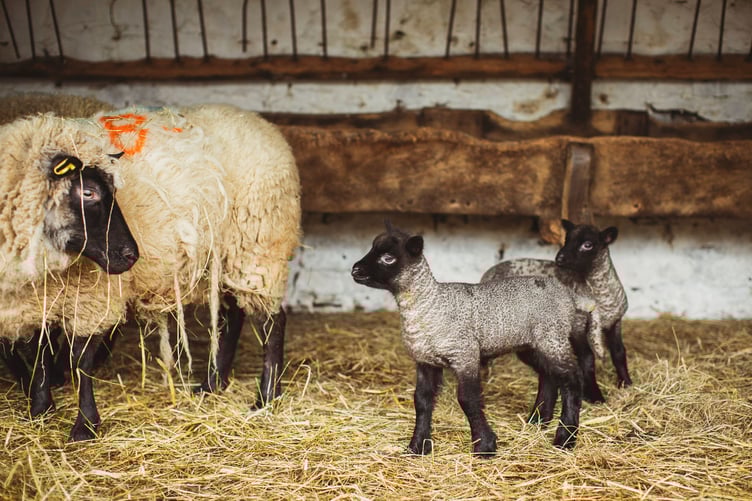 Lambs