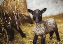 Llanerchaeron welcomes rare breed lambs