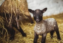 Llanerchaeron welcomes rare breed lambs