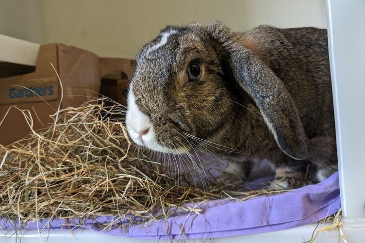 Rabbit