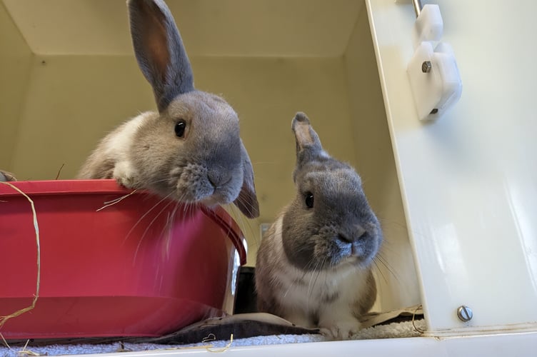 Rabbit