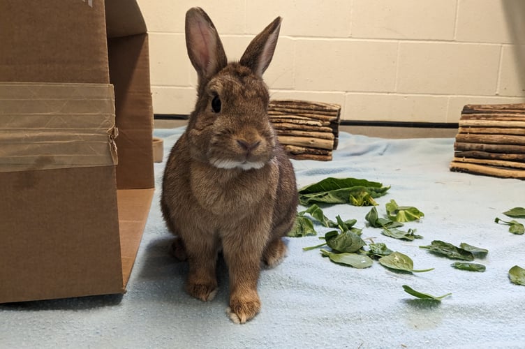 Rabbit