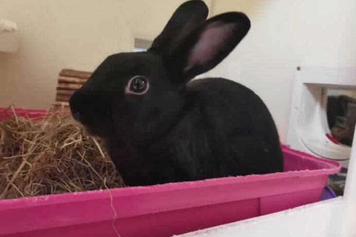 Rabbit