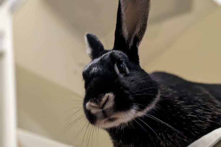 Rabbit