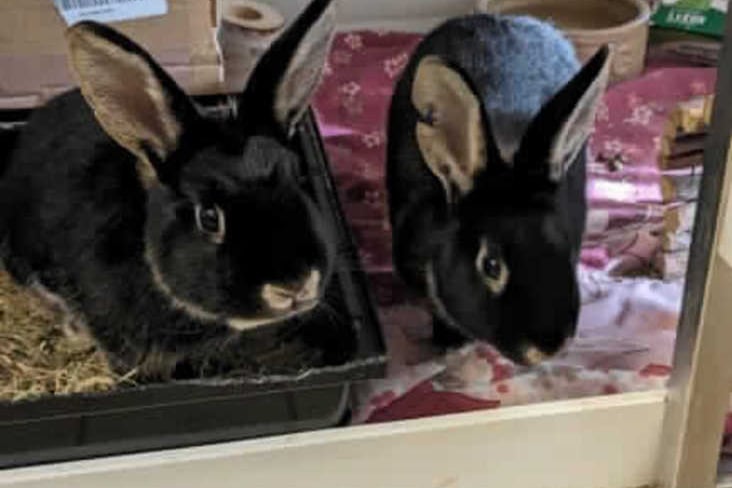 rabbits