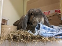 RSPCA appeal to find new homes for rescue rabbits this Easter