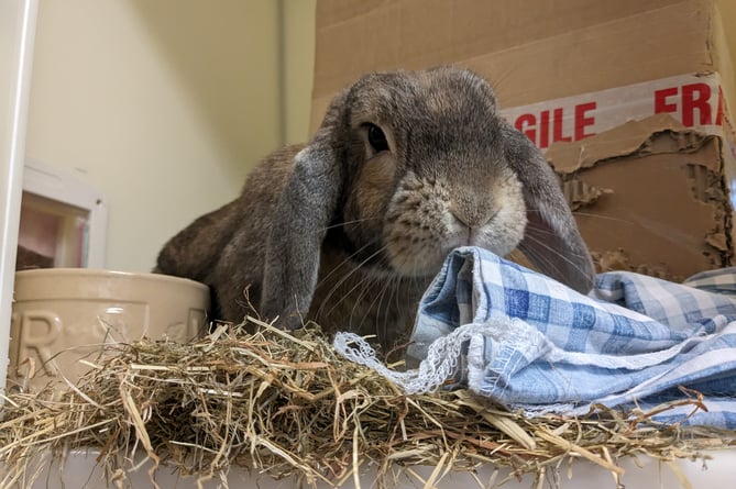 RSPCA appeal to find new homes for rescue rabbits this Easter ...