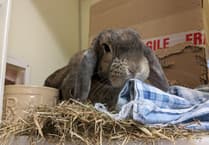 RSPCA appeal to find new homes for rescue rabbits this Easter