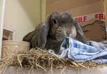RSPCA appeal to find new homes for rescue rabbits this Easter